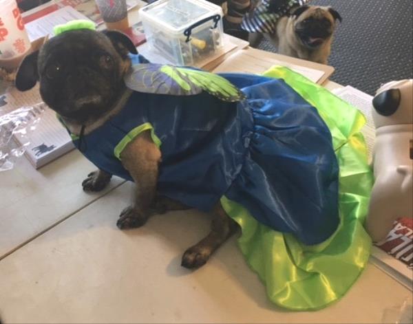 /images/uploads/pug nation rescue of los angeles/2018pugnation/entries/6164thumb.jpg